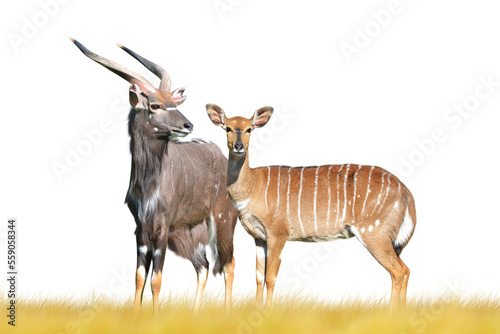 Nyala antelope isolated on transparent background.