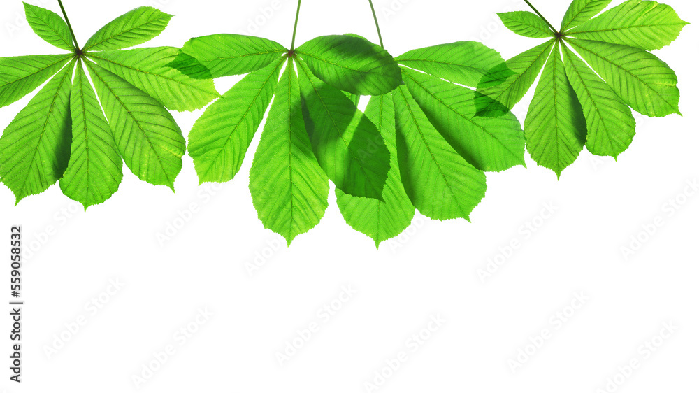 Φωτογραφία Spring green leaves of chestnut tree (Aesculus hippocastanum) isolated on transparent background, PNG