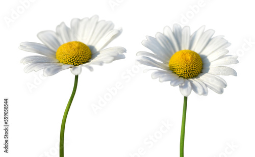 Daisy flowers isolated on transparent background, PNG.