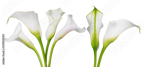 White calla lilies isolated on transparent background, PNG.	