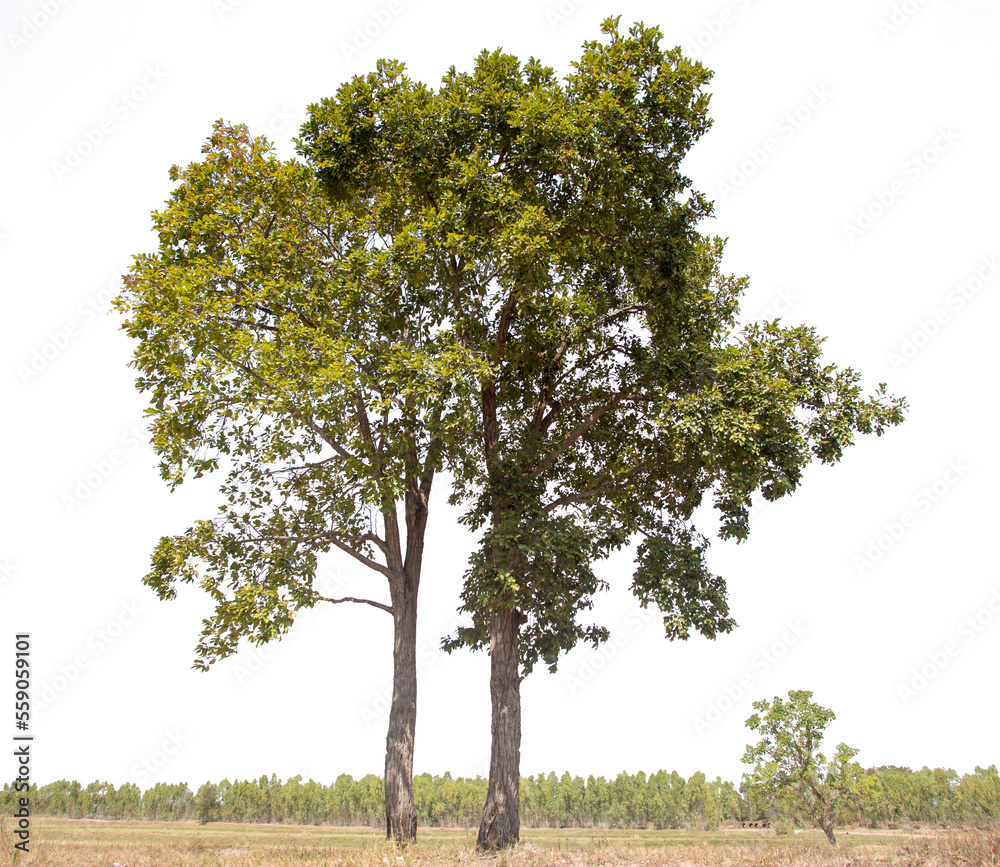 Fototapeta premium Tree isolated on white background
