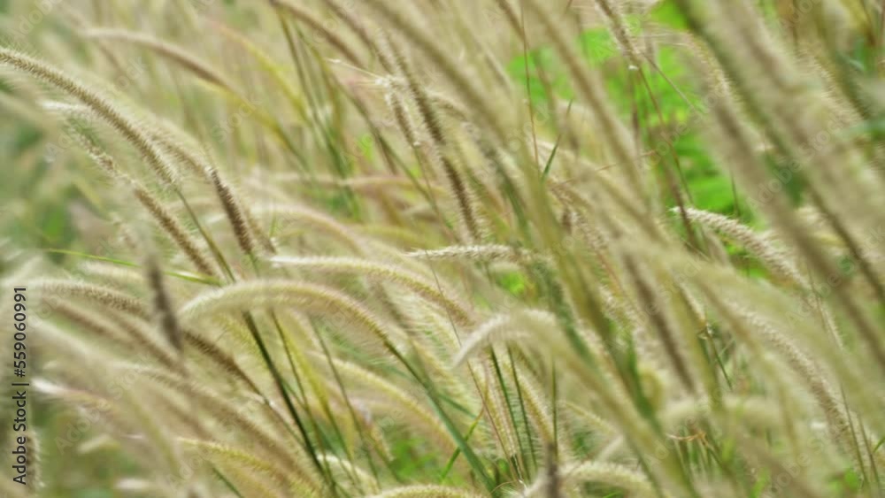Wild Reeds Grass flower in meadow Sway From Wind blow. White Grass flowers sway with wind in green field. Meadow Near road In Countryside.White reed in green field swaying like wave in wind breeze. Wild Reeds Grass flower in meadow Sway From Wind blow. White Grass flowers sway with wind in green field. Meadow Near road In Countryside.White reed in green field swaying like wave in wind breeze.