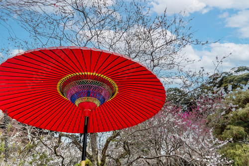                         umbrella in a Japanese garden