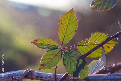 Luminous and artistic composition with a close-up bramble leaf enlighted by the winter evening light. Sainte Marie la Blanche, Burgundy, France.