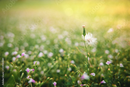 Beauty of Nature. Green Grass with Tiny Flower in Sunlight. Springtime Season. Tropical Foliage. Close-up image and Selective focus