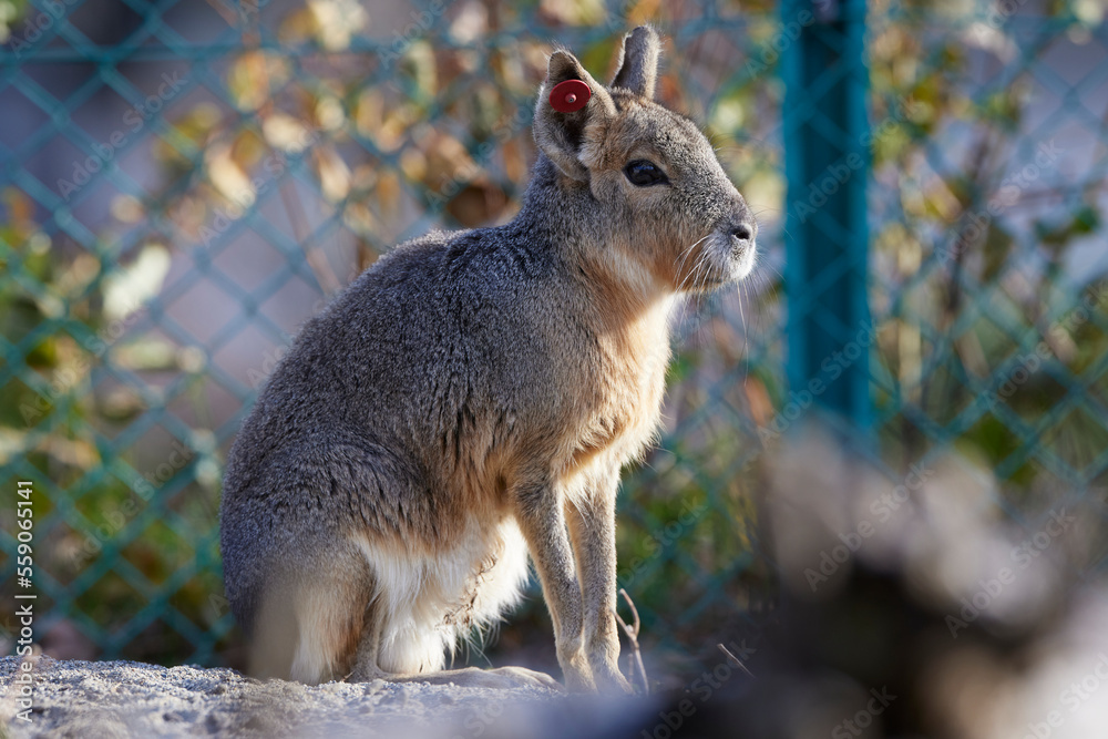 Fototapeta premium マーラ