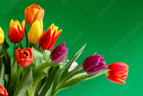 colorful tulips on green background