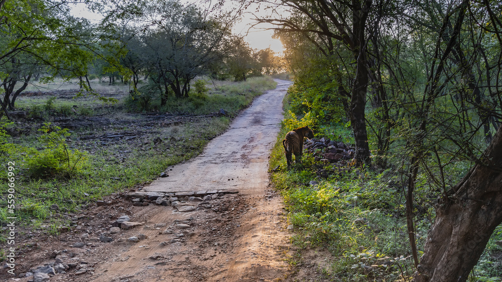 Obraz premium An old broken road for safari in the jungle. A Bengal tiger stands in the grass on the side of the road in the rays of the setting sun. The head is turned. Thickets of trees around. India. Ranthambore