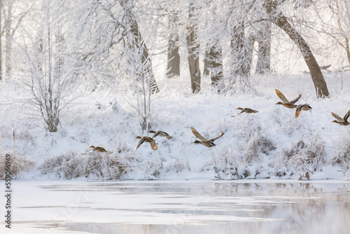 winter forest, birds above the trees, flying ducks
