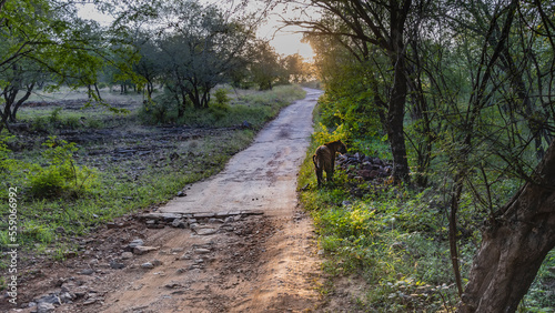 An old broken road for safari in the jungle. A Bengal tiger stands in the grass on the side of the road in the rays of the setting sun. The head is turned. Thickets of trees around. India. Ranthambore photo