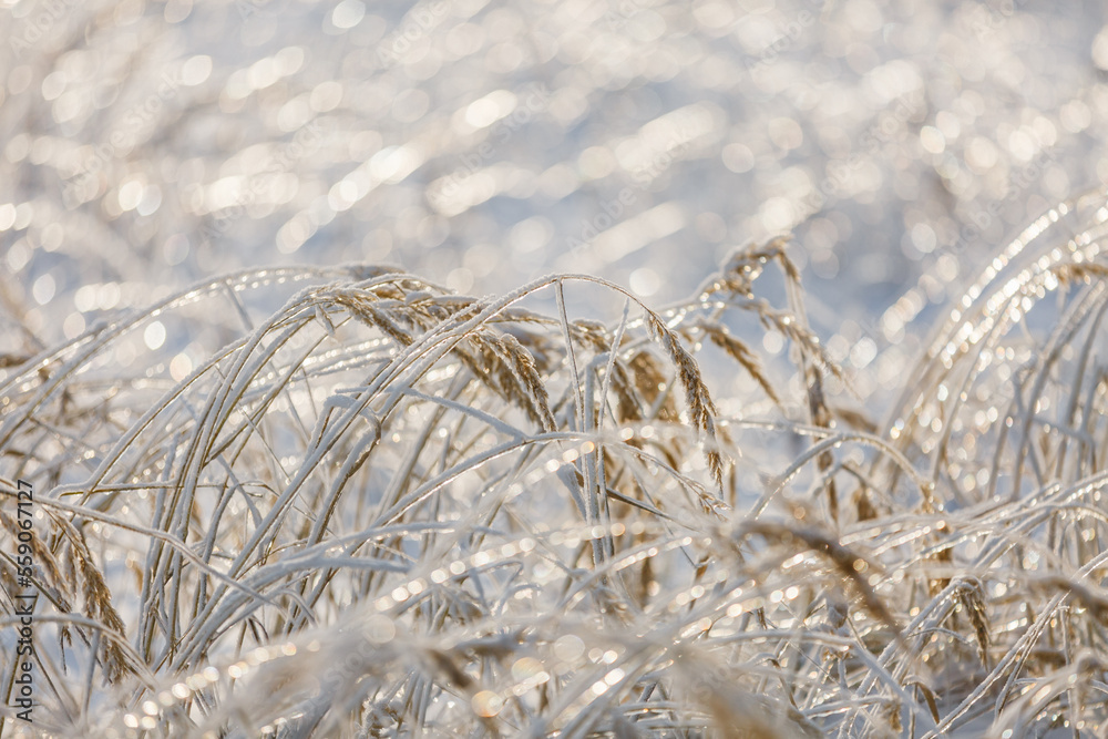Fototapeta premium textures, christmas background, close-up, snow grass patterns