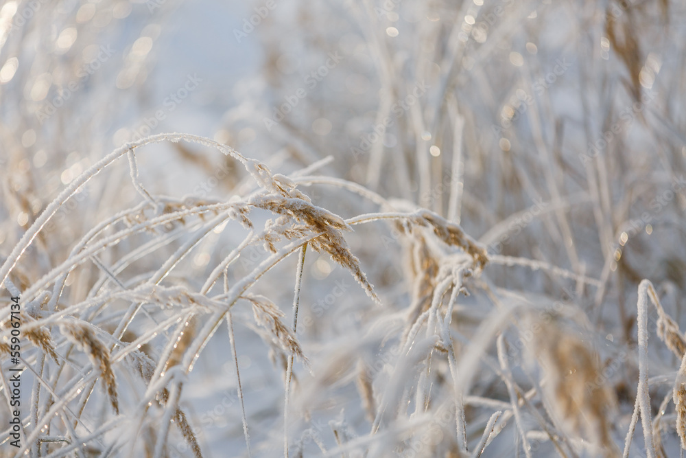 Fototapeta premium textures, christmas background, close-up, snow grass patterns