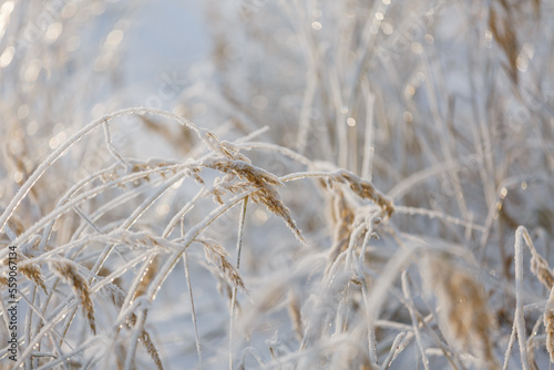 textures, christmas background, close-up, snow grass patterns © Михаил Корнилов