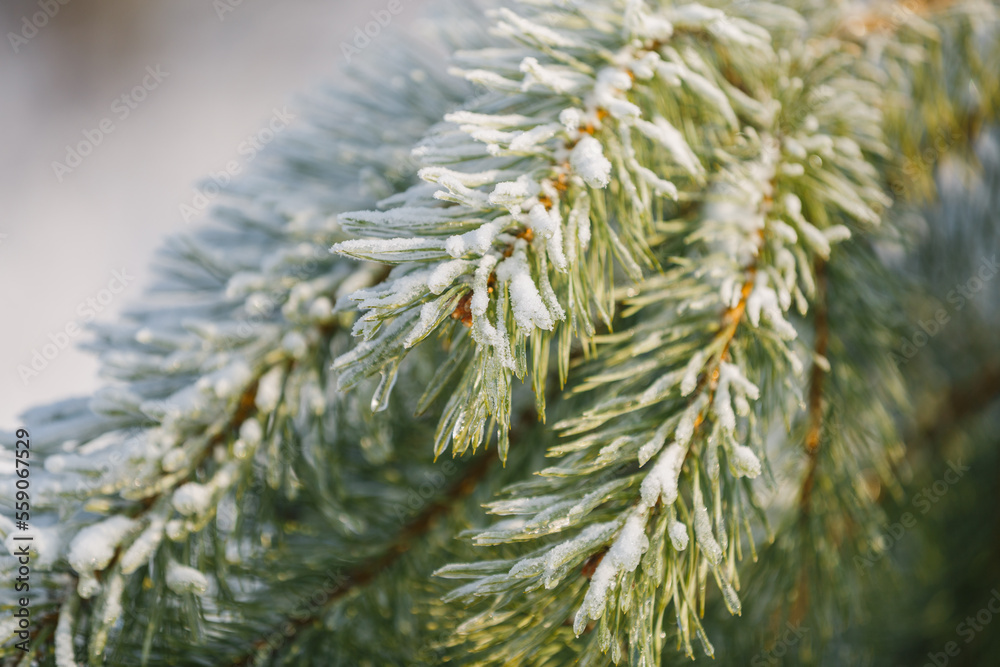 textures, christmas background, close-up, spruce, christmas tree, green branch textures, christmas background, close-up, spruce, christmas tree, green branch