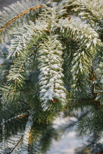 textures  christmas background  close-up  spruce  christmas tree  green branch