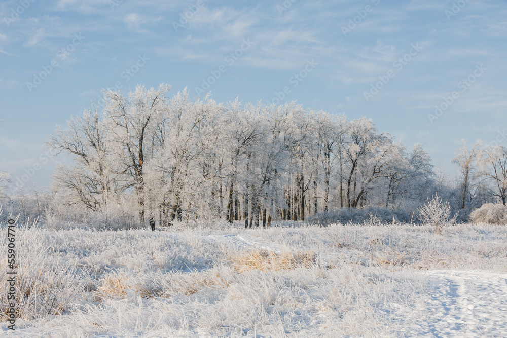 winter forest, tall trees, oaks in the snow, view of the snowy forest