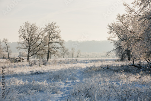 winter forest, tall trees, oaks in the snow