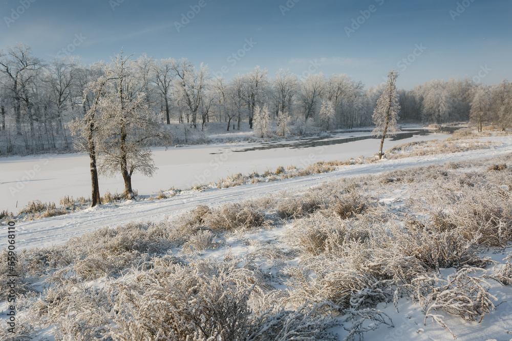 winter river, trees in the snow, view of the snow-covered forest winter river, trees in the snow, view of the snow-covered forest