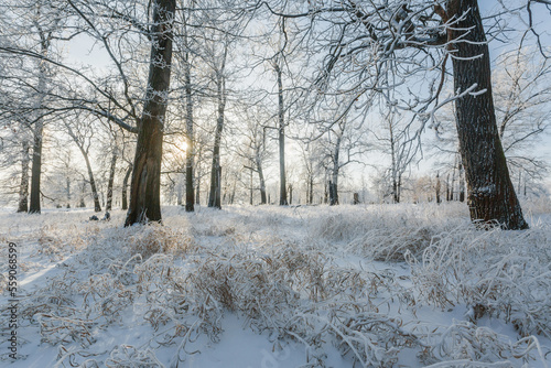 winter forest, oaks in the snow, view of the snowy forest