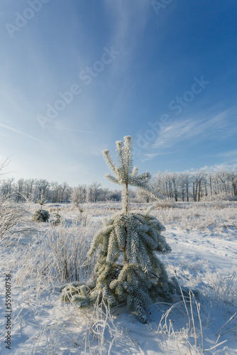 winter forest, oaks in the snow, view of the snowy forest