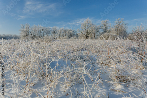 winter forest, oaks in the snow, view of the snowy forest