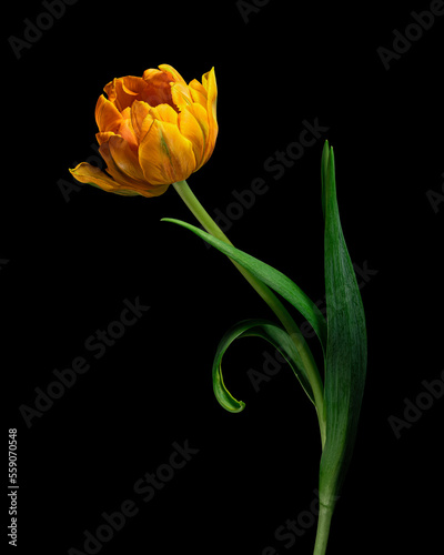 Multicolor tulip with stem and leaves isolated on black background. Close-up studio shot.