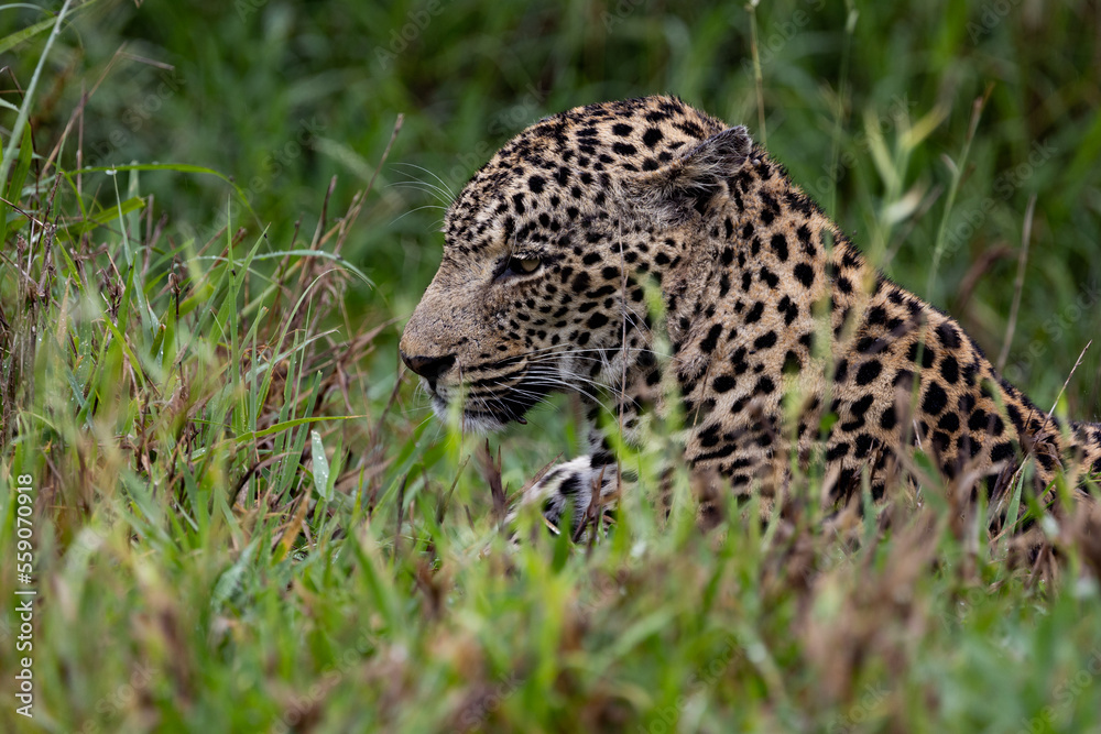 Mature male leopard close up Mature male leopard close up