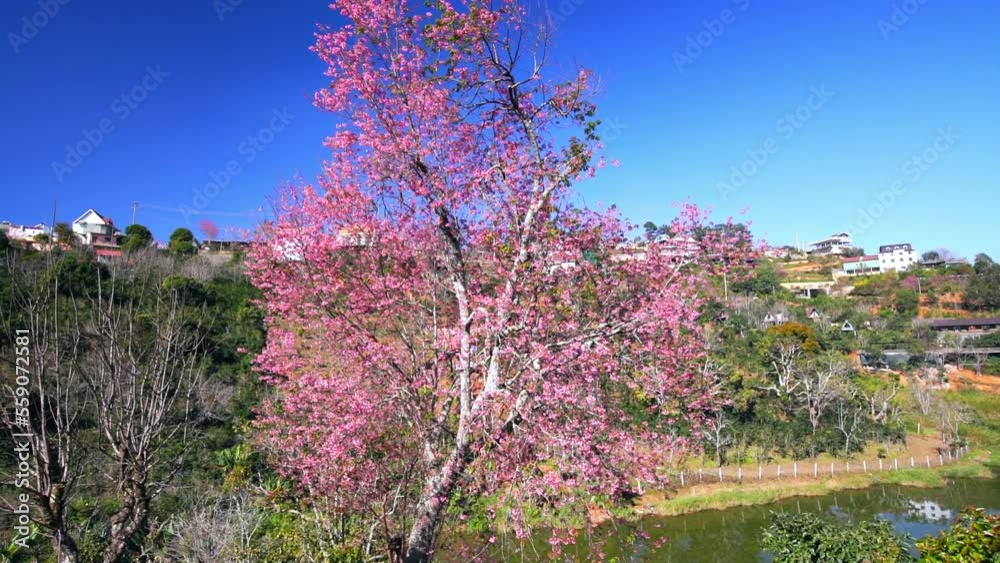 Cherry apricot trees bloom brilliantly in the spring morning on the hillside of Da Lat plateau, Vietnam