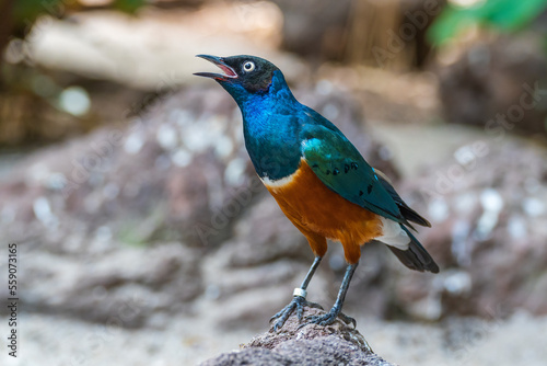 This superb starling in a park in Alphen aan den Rijn, the Netherlands, has a black head and iridescent blue-to-green back, upper breast, wings.  photo