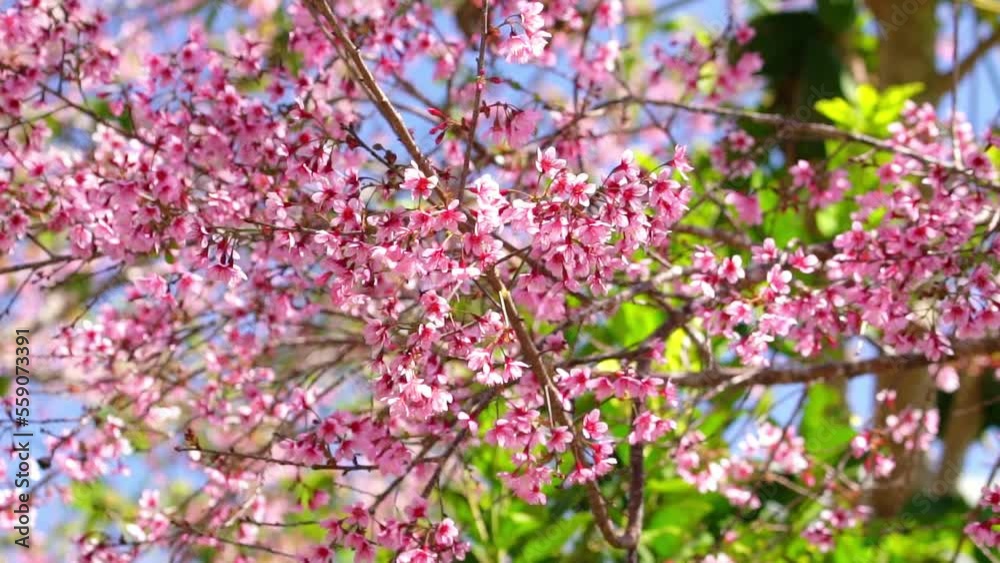 Cherry apricot branch blooms brilliantly on a spring morning. Flowers blooming in spring in the highlands of Vietnam bring joy and prosperity of a new year Cherry apricot branch blooms brilliantly on a spring morning. Flowers blooming in spring in the highlands of Vietnam bring joy and prosperity of a new year