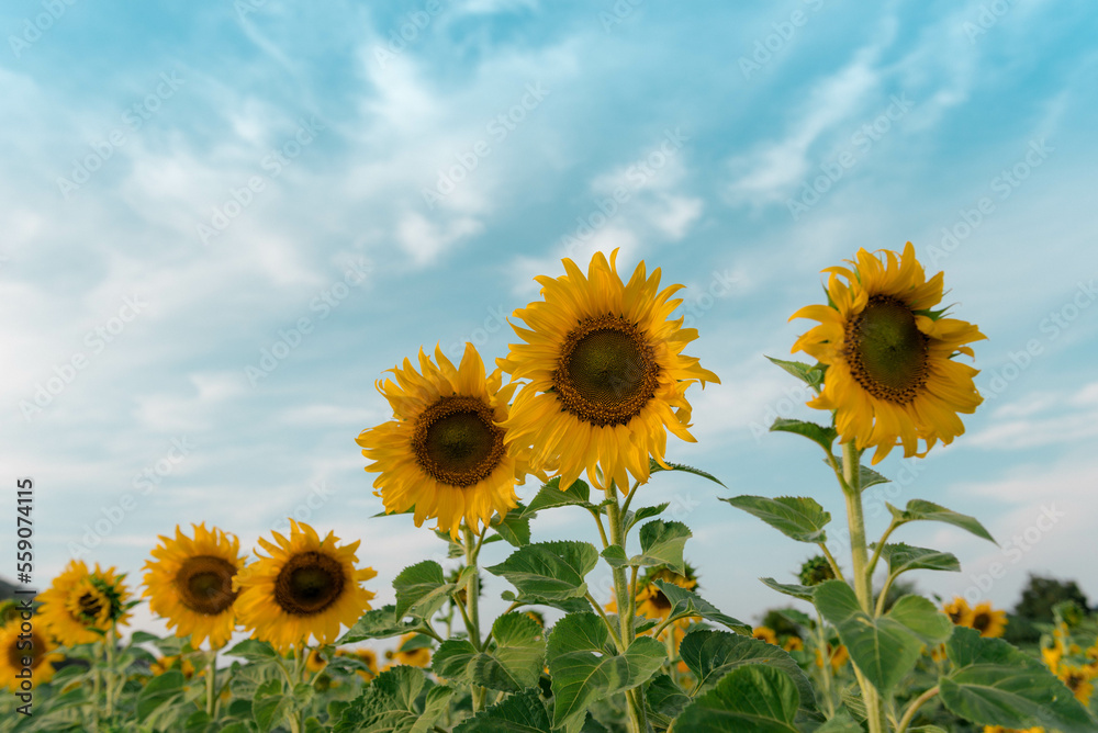 field of sunflowers