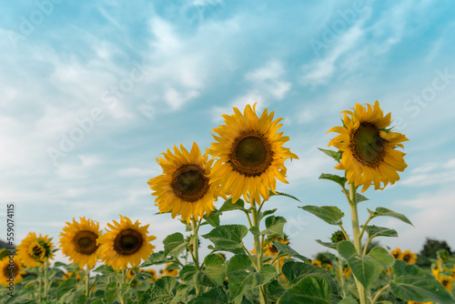 Obraz na płótnie field of sunflowers w salonie