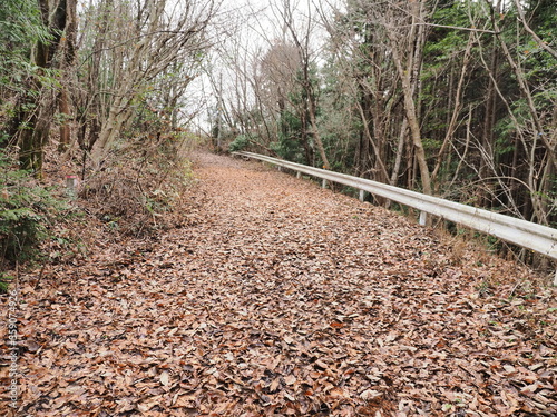 冬枯れの風景　落葉の道路