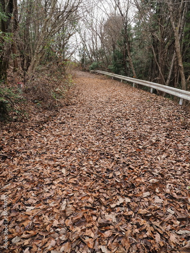 冬枯れの風景　落葉の道路