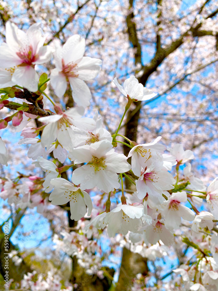 桜　さくら　サクラ　満開　お花見　蕾　ソメイヨシノ　お花見