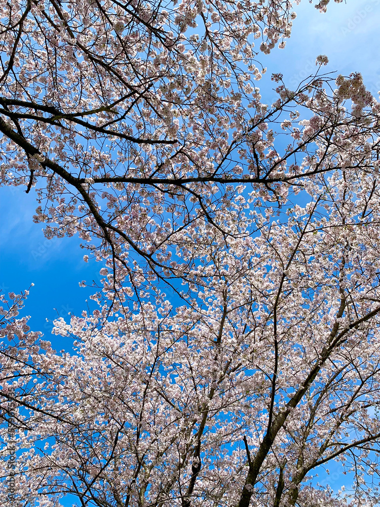 桜　さくら　サクラ　満開　お花見　蕾　ソメイヨシノ　お花見