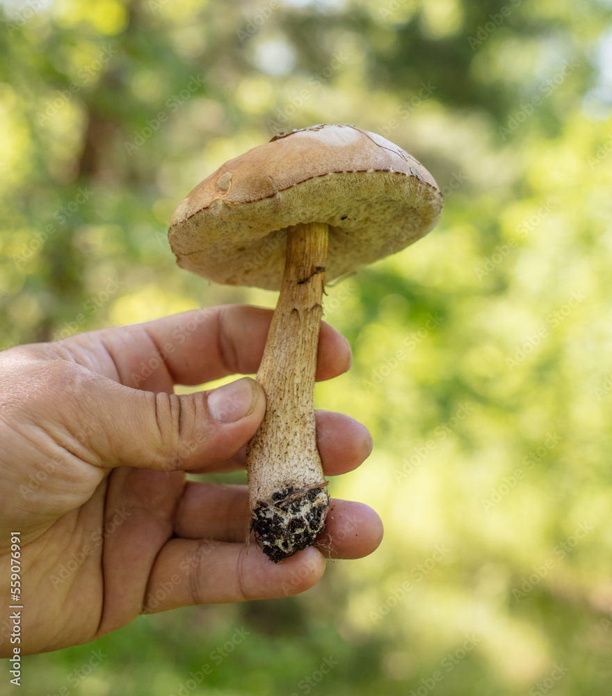 Edible boletus mushroom in hand in the forest. Edible boletus mushroom in hand in the forest.
