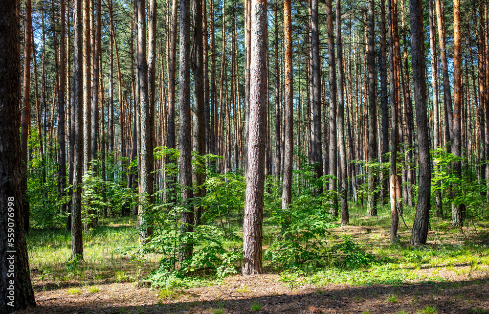 Naklejka premium Tree trunks in the forest as a background.