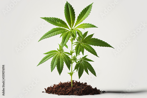 Cannabis plant growing with marijuana leaves isolated on a white backdrop. Generative AI © 2rogan