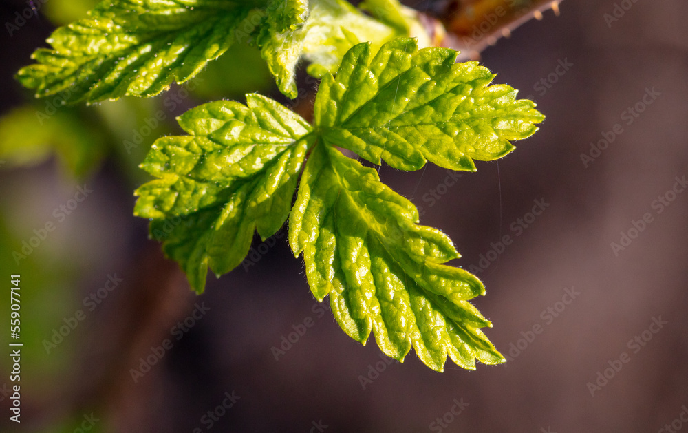 Green leaves on a raspberry branch in spring. Green leaves on a raspberry branch in spring.