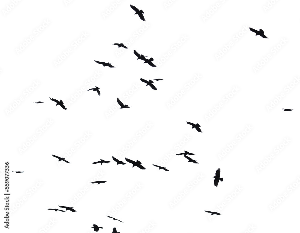 Flock of raven birds isolated on white Flock of raven birds isolated on white