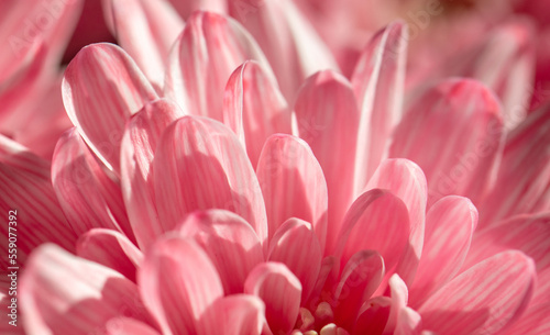 Petals of pink chrysanthemum flowers as background.