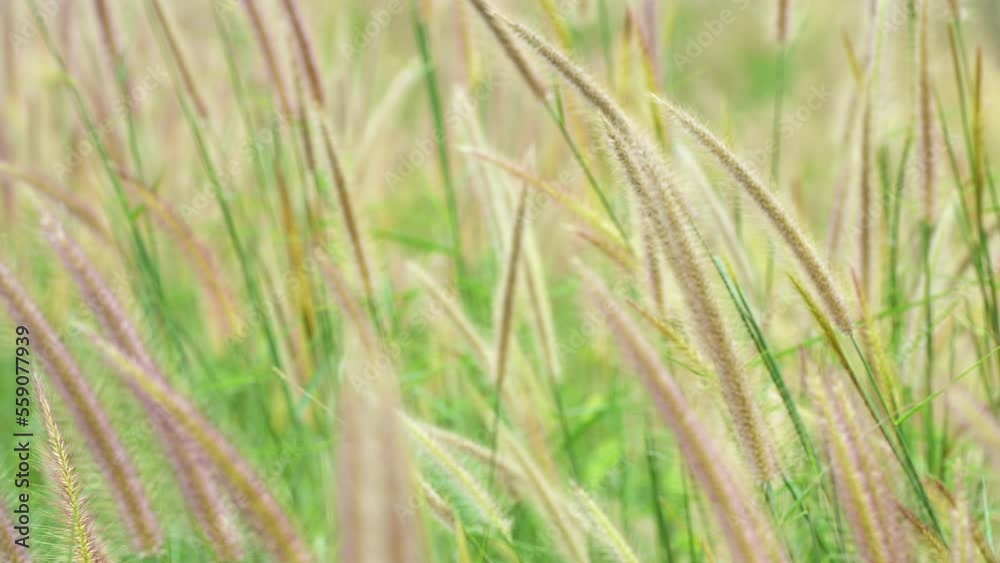 Wild Reeds Grass flower in meadow Sway From Wind blow. White Grass flowers sway with wind in green field. Meadow Near road In Countryside.White reed in green field swaying like wave in wind breeze. Wild Reeds Grass flower in meadow Sway From Wind blow. White Grass flowers sway with wind in green field. Meadow Near road In Countryside.White reed in green field swaying like wave in wind breeze.