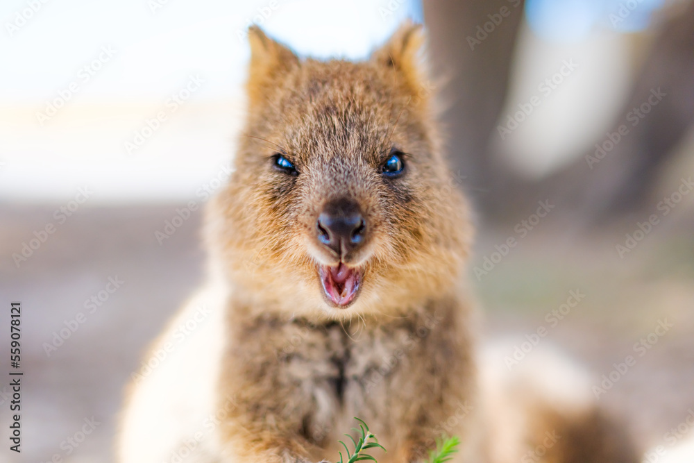 Happy animal quokka is winking at your and smiling, Rottnest island, Western Australia Stock