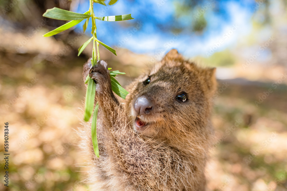 Happiest animal quokka is enjoying a swing and being so happy, Rottnest