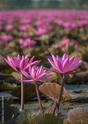 The sea of blooming Lotus flower  Colorful water lily or lotus flower Attraction in the pond .