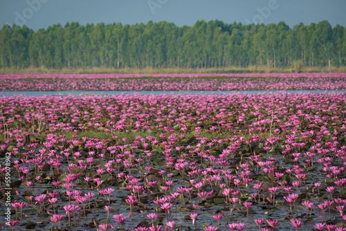 Wallpaper Mural The sea of blooming Lotus flower, Colorful water lily or lotus flower Attraction in the pond . Torontodigital.ca