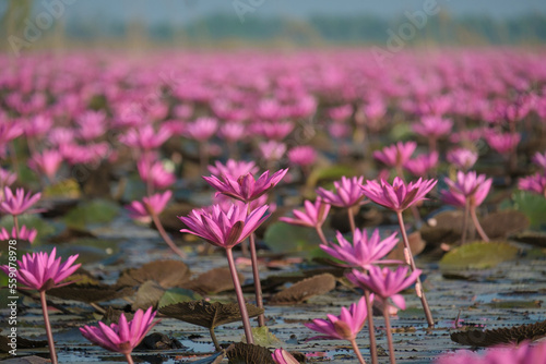 The sea of blooming Lotus flower, Colorful water lily or lotus flower Attraction in the pond .