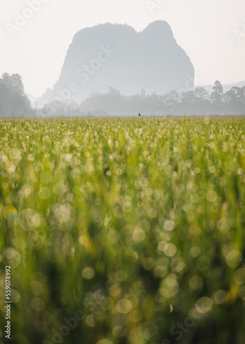 Early morning scenery in rice field with droplet bokeh