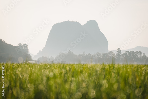 Early morning scenery in rice field with droplet bokeh